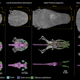 How the heads of larval and adult olms compare to those of another salamander, the axolotl (Ambystoma mexicanum).